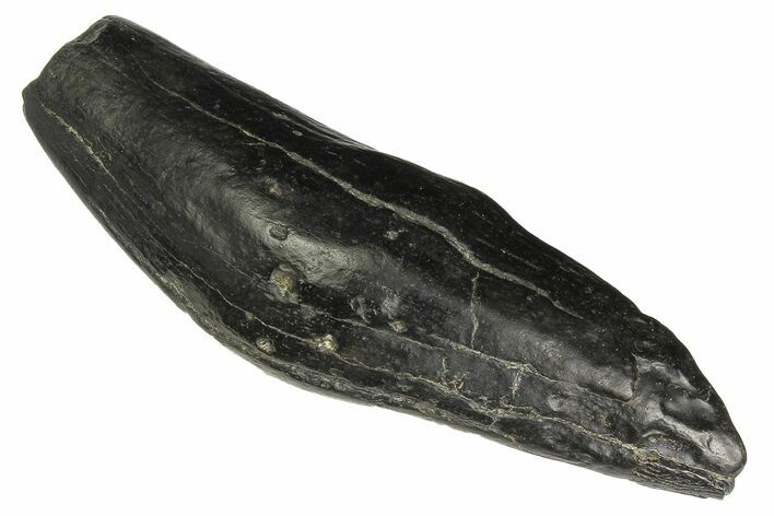 Fossil Sperm Whale (Scaldicetus) Tooth - South Carolina #176183